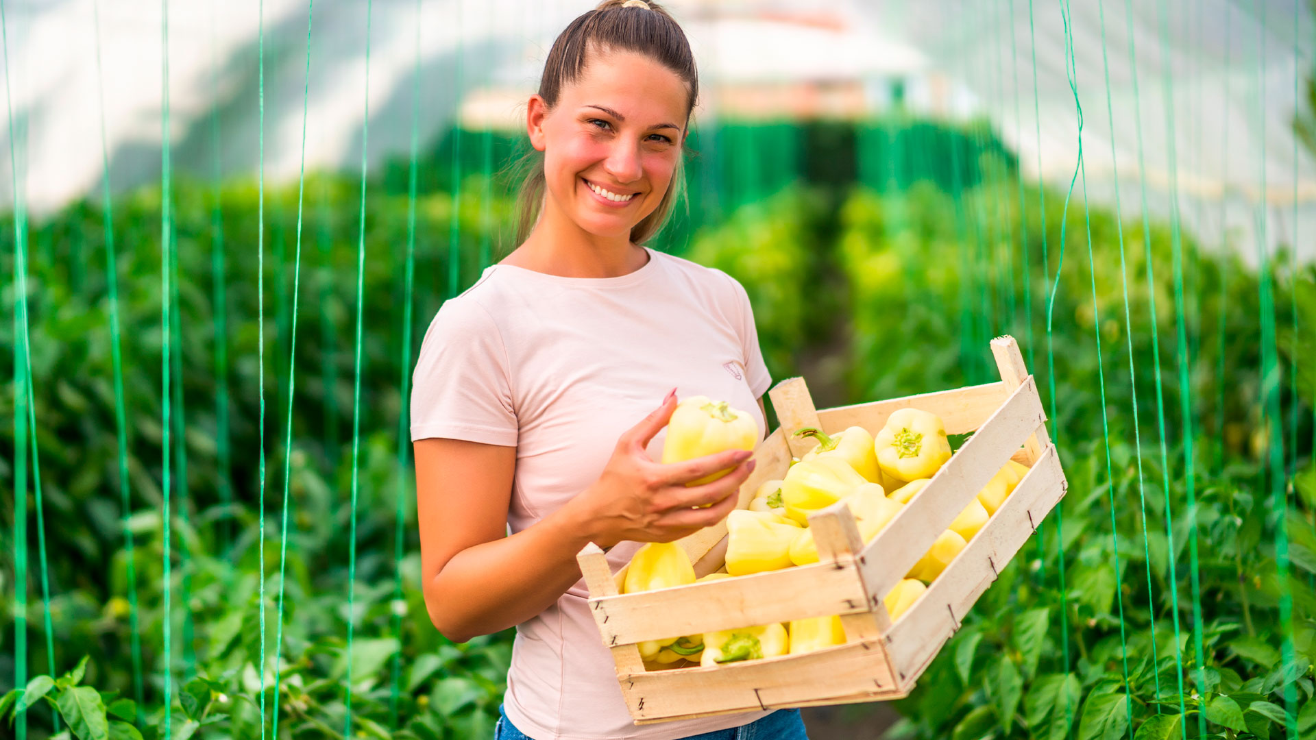 Conheça a NanoFood e sua atuação transformadora no agronegócio