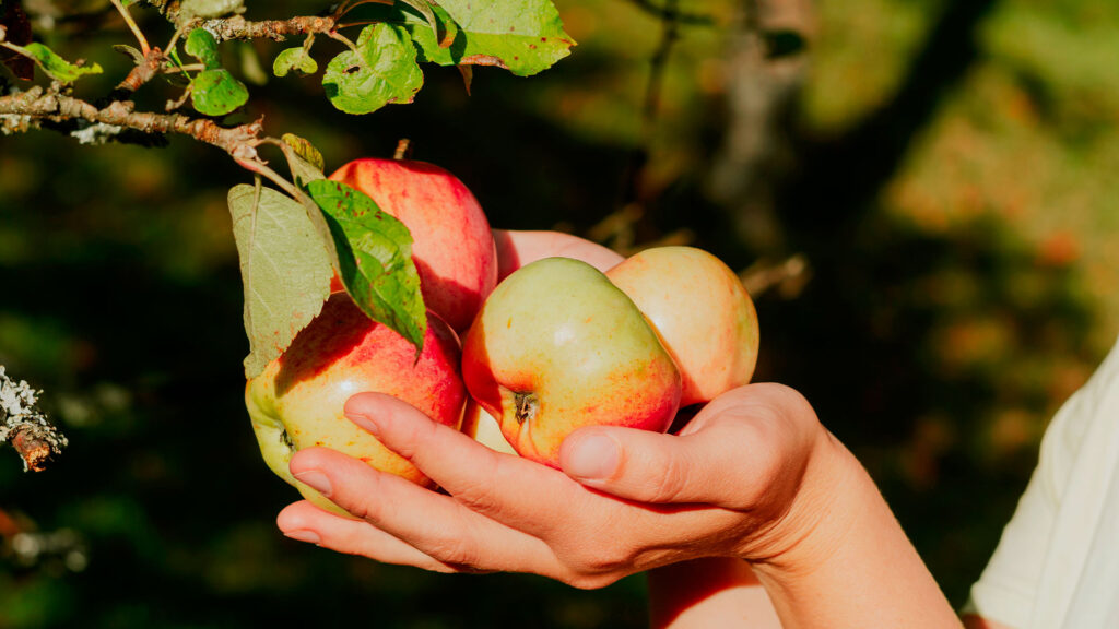 Nanotecnologia como ela está transformando a fruticultura