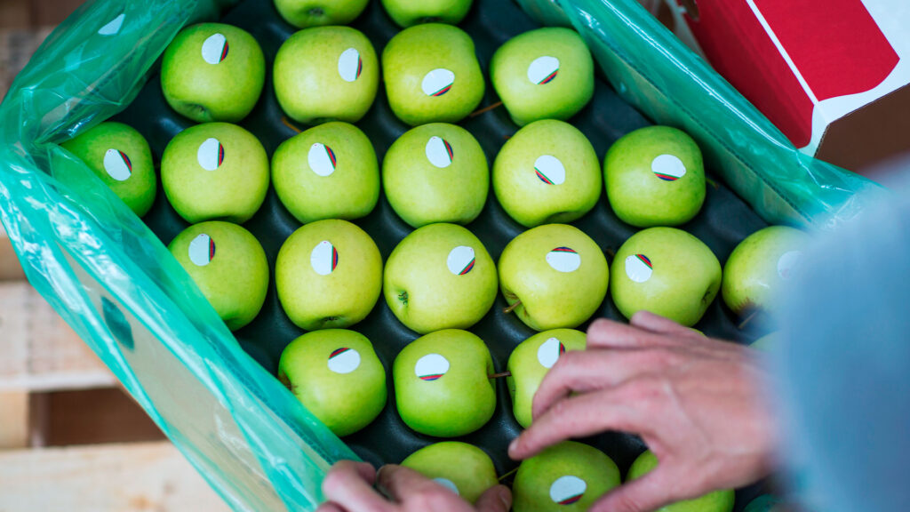 Desafios da conservação de frutas e vegetais após a colheita